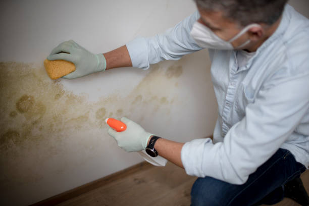 Best Bathroom Mold Remediation in Humboldt Hill, CA