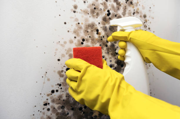 Best Preventive Mold Services in Humboldt Hill, CA