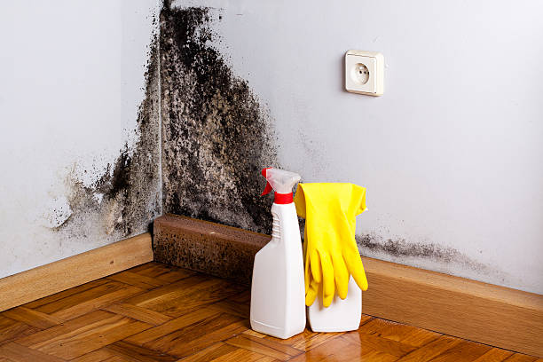 Best Post-Flood Mold Remediation in Humboldt Hill, CA