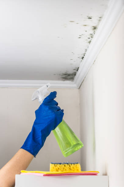 Best Kitchen Mold Remediation in Humboldt Hill, CA